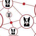 Career Advisory Network
