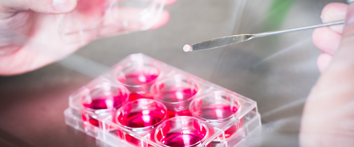A BU researcher holds a metal instrument over pink virus samples