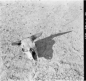 Figure 1. Arthur Rothstein. The Bleached Skull of a Steer on the Dry Sun-baked Earth of the South Dakota Dry Lands. May 1936.