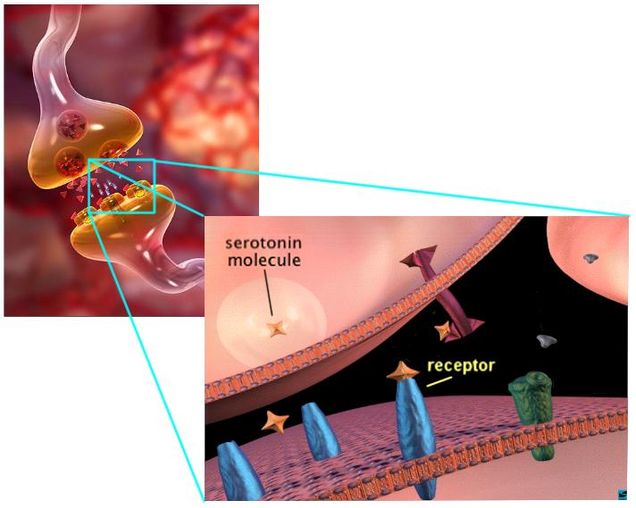 Serotonin pic